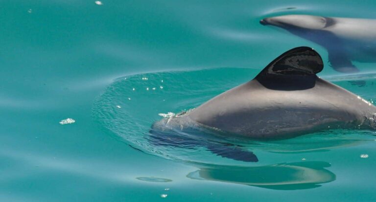 Swimming with Dolphins in Akaroa, New Zealand