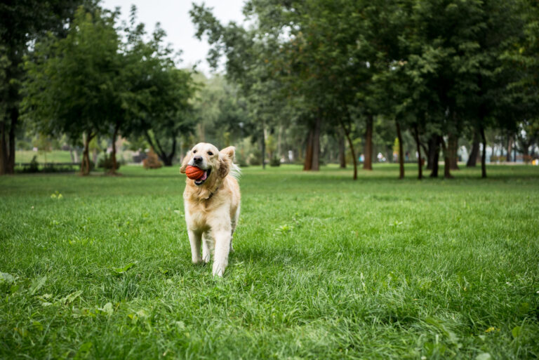 Best Dog Parks in Auckland, New Zealand